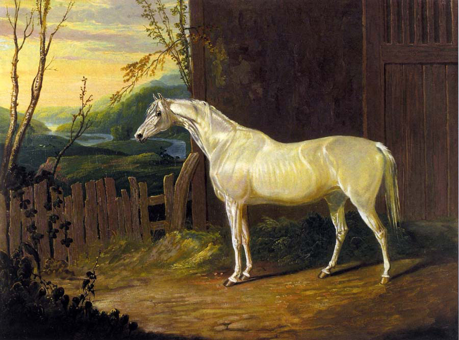 a gray arab mare outside a stable in an extensive river landscape
